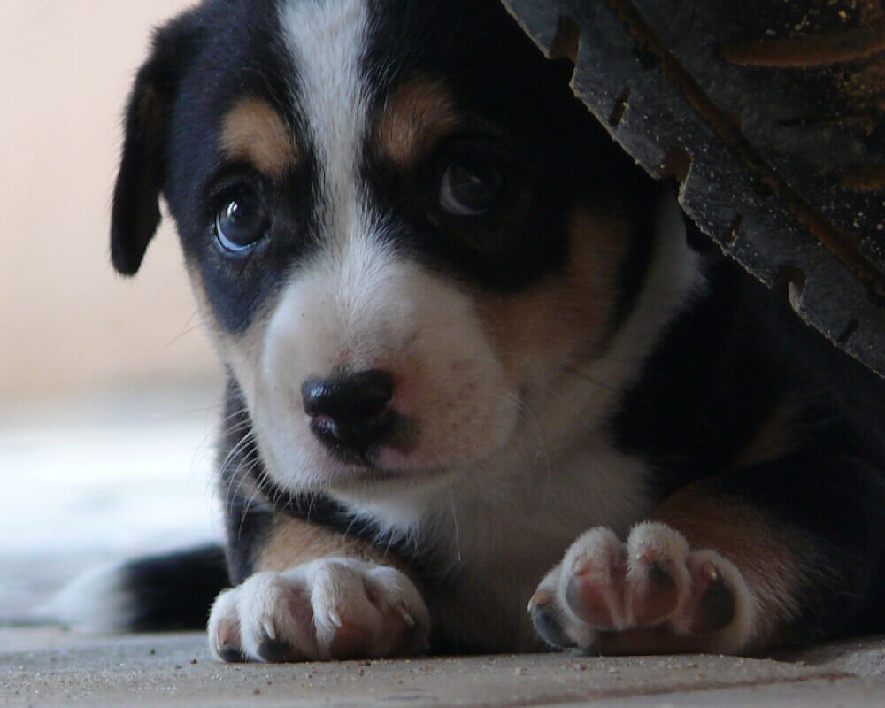 Border Collie Puppy